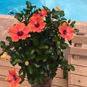 Meet your Posher, Colleen